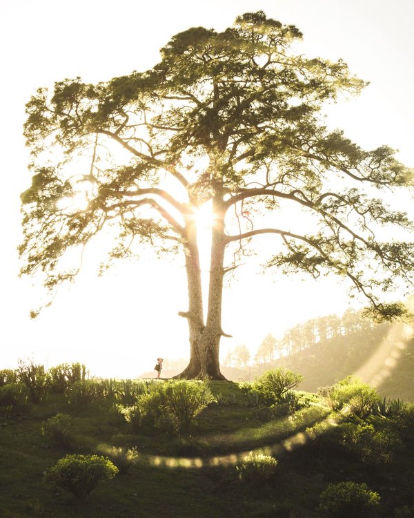 les légendes du football allemand